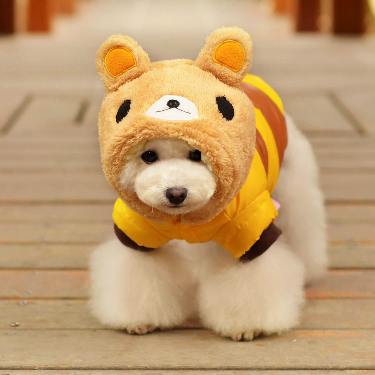 petcircle 加厚棉衣宠物衣服冬装 可爱小熊狗狗衣服保暖泰迪包邮